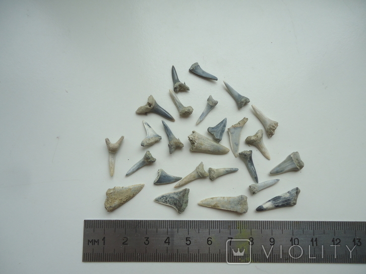 Fossilized teeth of sharks.60 million years.25pcs., photo number 2