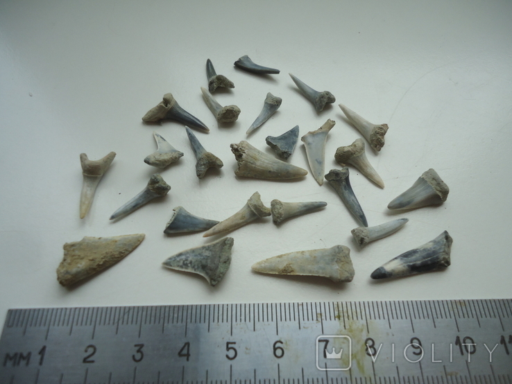 Fossilized teeth of sharks.60 million years.25pcs., photo number 3