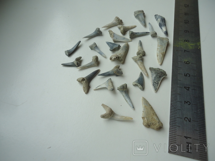 Fossilized teeth of sharks.60 million years.25pcs., photo number 5