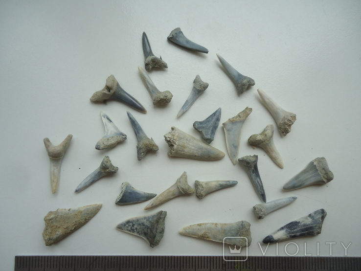 Fossilized teeth of sharks.60 million years.25pcs., photo number 6
