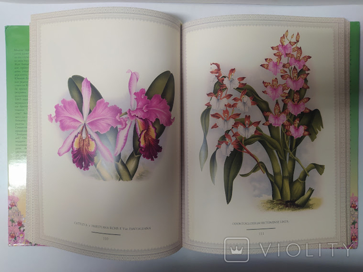 Orchids. Lindenia-iconography of orchids, photo number 5