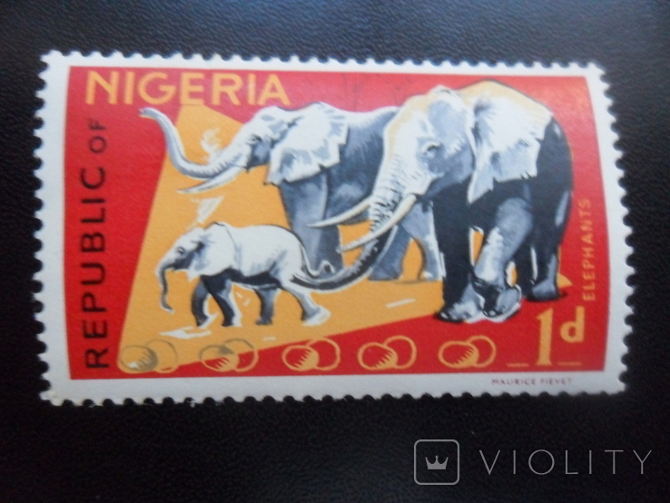 Fauna. Nigeria. Elephants, photo number 2