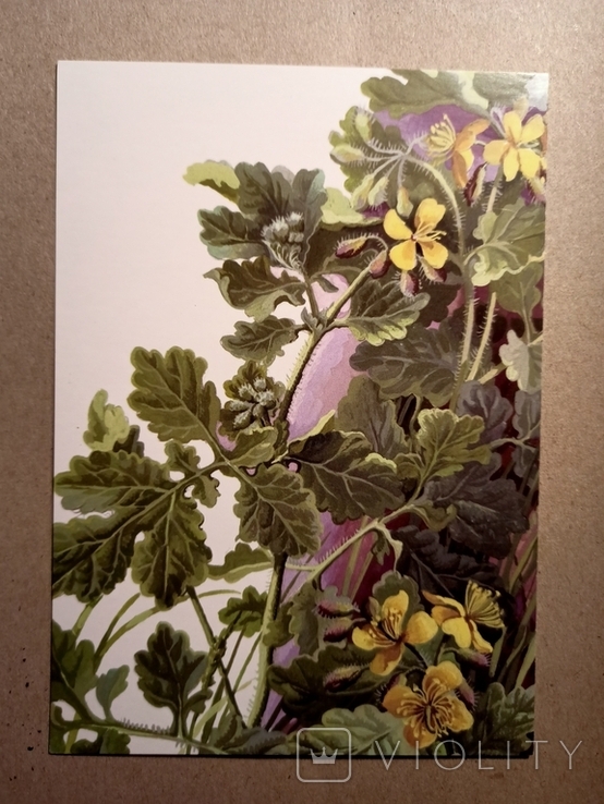 Medicinal and honey plants celandine ordinary 2017