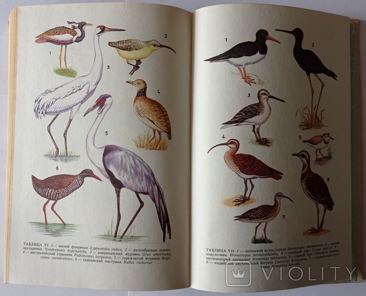 Рідкісні і зникаючі тварини. Птахів. 446 с. (російською мовою)., фото №8