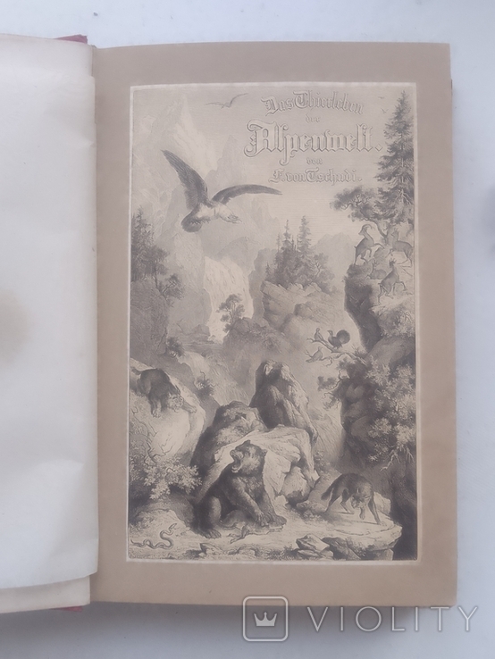 "Das Tierleben der Alpenwelt" Fr v. Tschudi. 1872., фото №6
