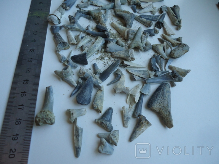 Скам'янілі зуби акул.60 млн років.130шт., фото №5