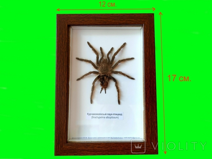 Справжній тарантул у кадрі No187, фото №2