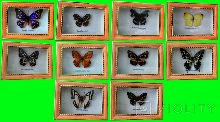 Коллекция бабочек в рамках 10шт под стеклом., фото №2