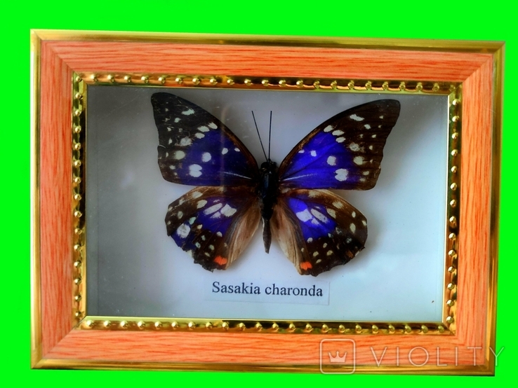 Коллекция бабочек в рамках 10шт под стеклом., фото №5