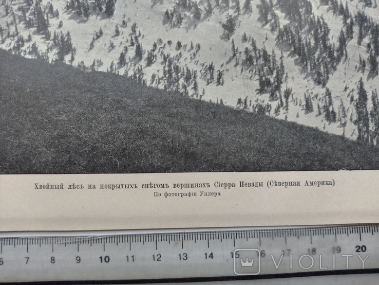 К 4.7.Дореволюционная фототипия 1906 г Хвойный лес на вершинах гор, фото №3