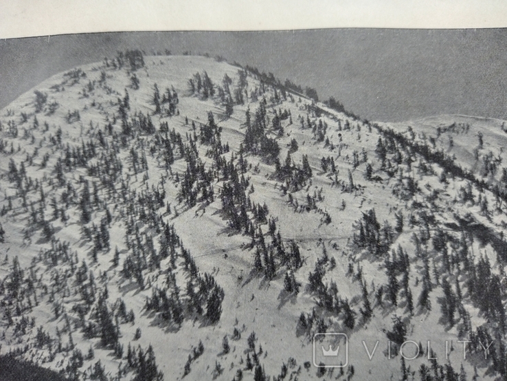 К 4.7.Дореволюционная фототипия 1906 г Хвойный лес на вершинах гор, фото №4