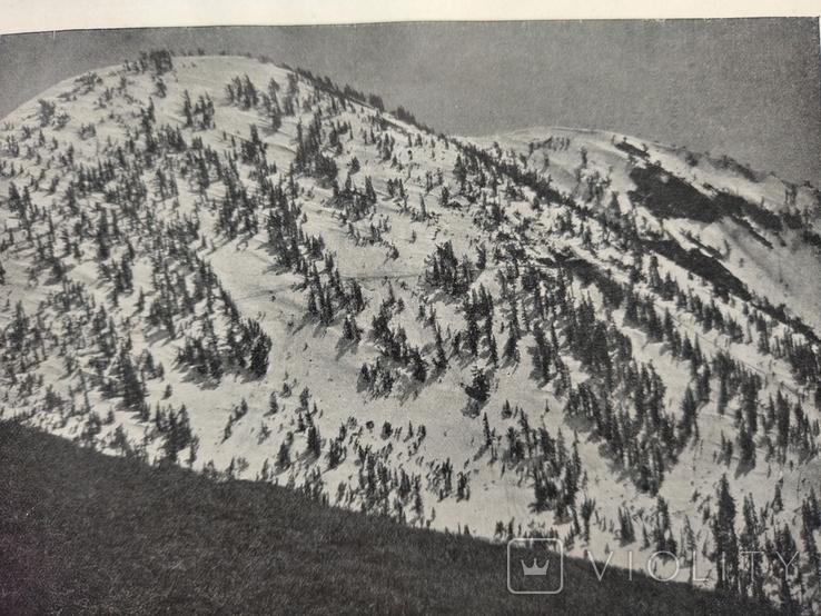 К 4.7.Дореволюционная фототипия 1906 г Хвойный лес на вершинах гор, фото №5