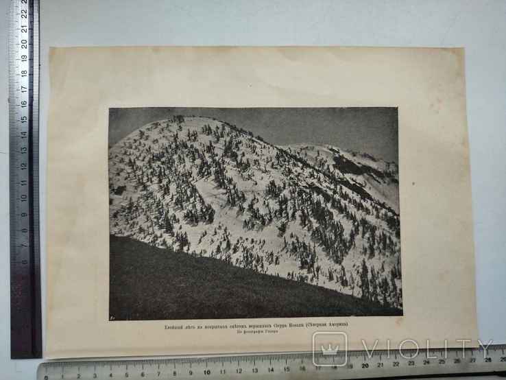 К 4.7.Дореволюционная фототипия 1906 г Хвойный лес на вершинах гор, фото №2