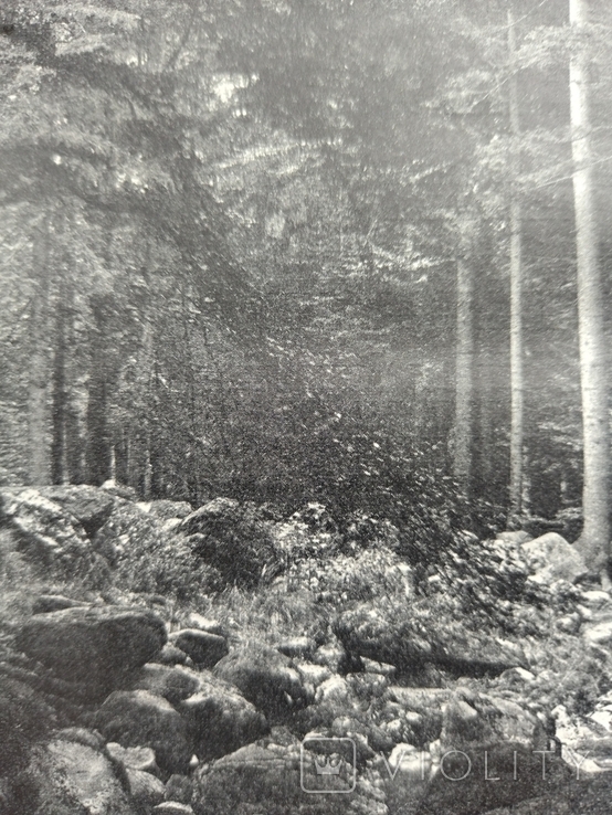 К 4.7.Дореволюционная фототипия 1906 г Лесной вид на Гарце, фото №4