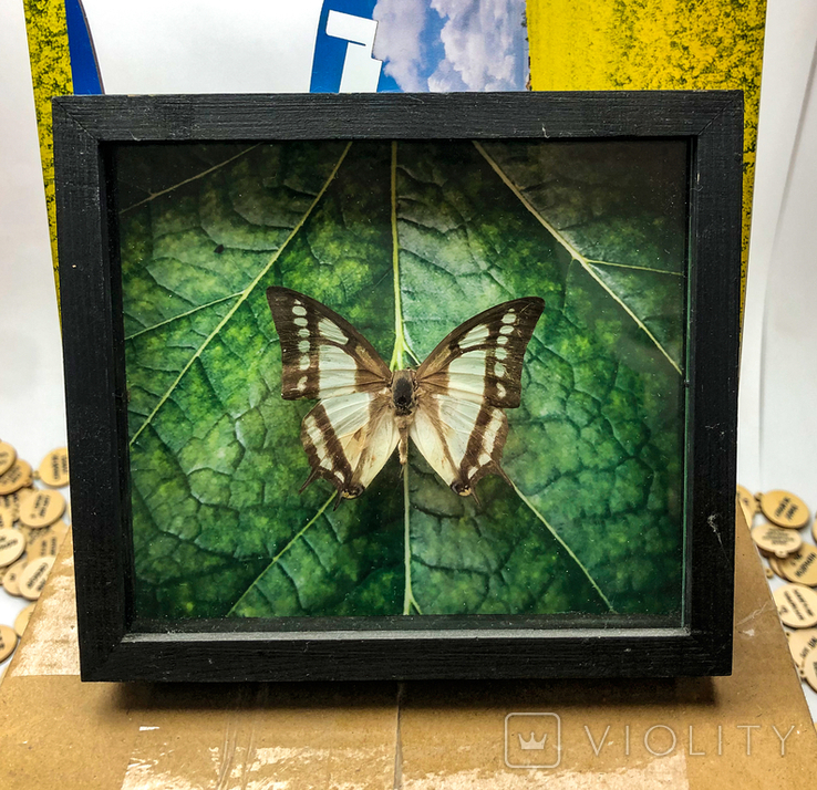 Колекція метеликівKolekcja motyliКоллекция бабочек, фото №5
