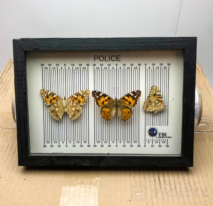 Колекція метеликівKolekcja motyliКоллекция бабочек, фото №6