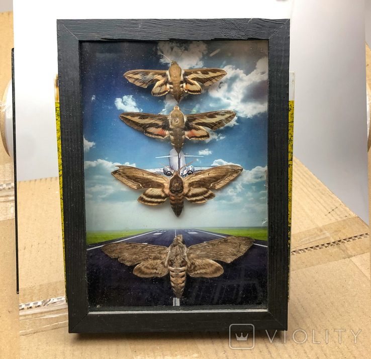 Колекція метеликівKolekcja motyliКоллекция бабочек, фото №12