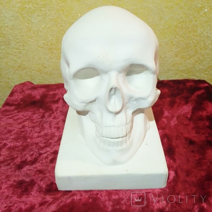 Гіпсова скульптура черепа в натуральну величину ( Авторська робота), фото №6