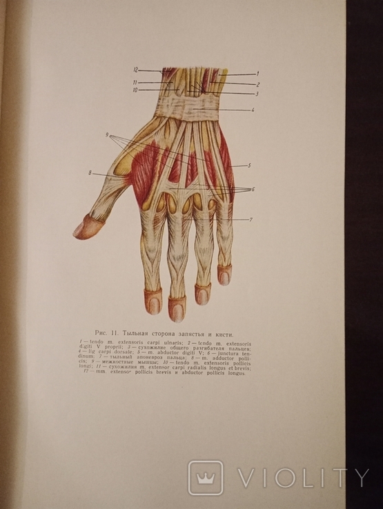 Руководство по хирургии, том XI, фото №6