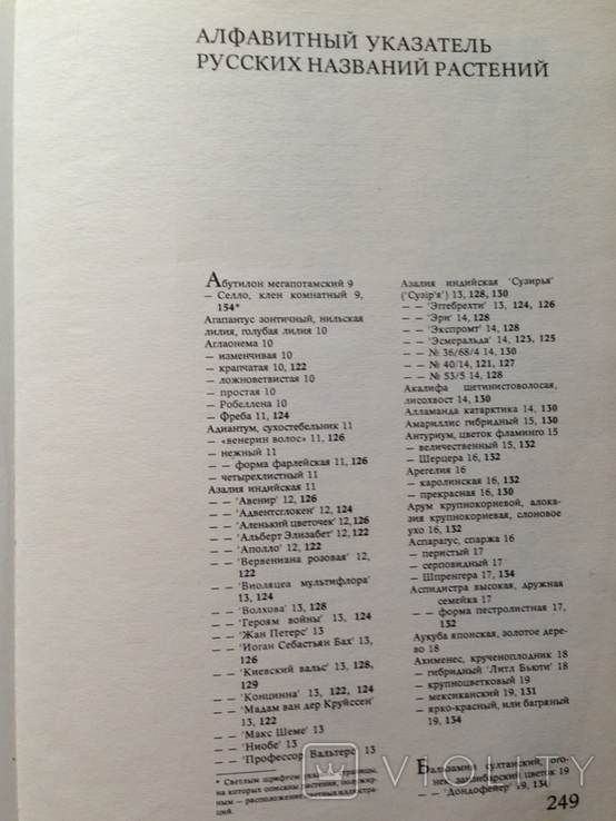 Цветы.Киев. Урожай, 1978, фото №8