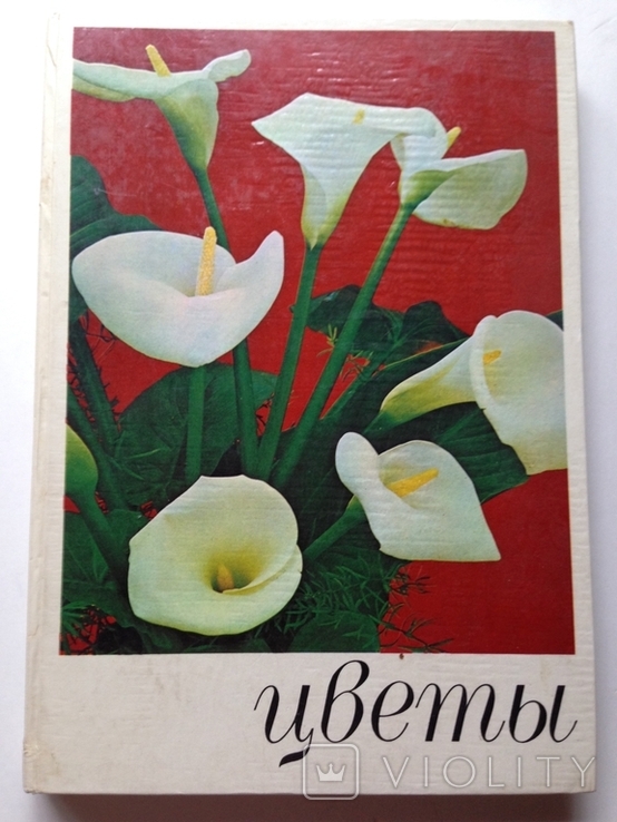 Цветы.Киев. Урожай, 1978, фото №13