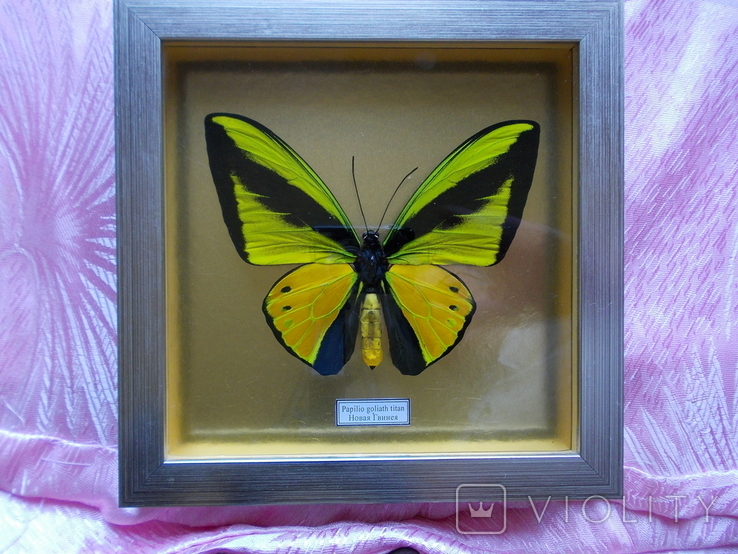 Бабочка в рамке Papilio goliath Новая Гвинея, фото №9