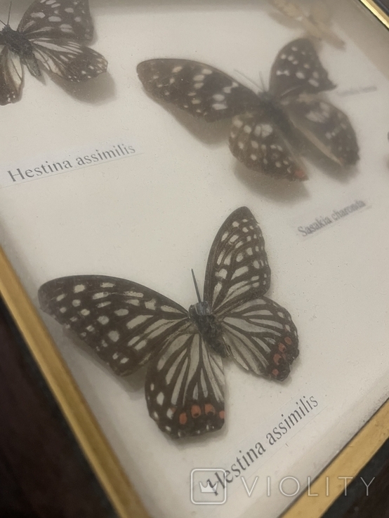 Коллекция бабочек, фото №3