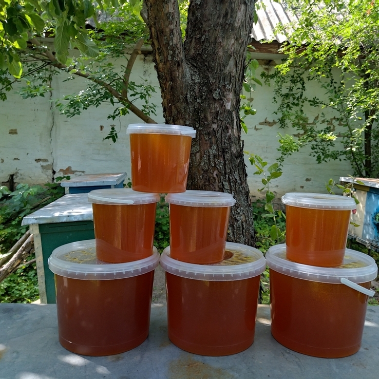 Смачний мед від бджоляра, фото №2