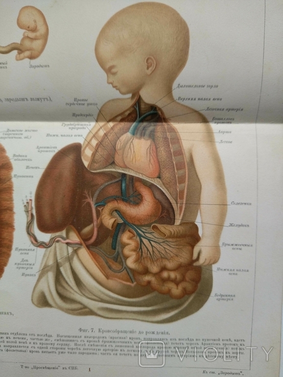 К.9.23.Дореволюционная таблица Эмбриональное развитие человека Анатомия Медицина, фото №5
