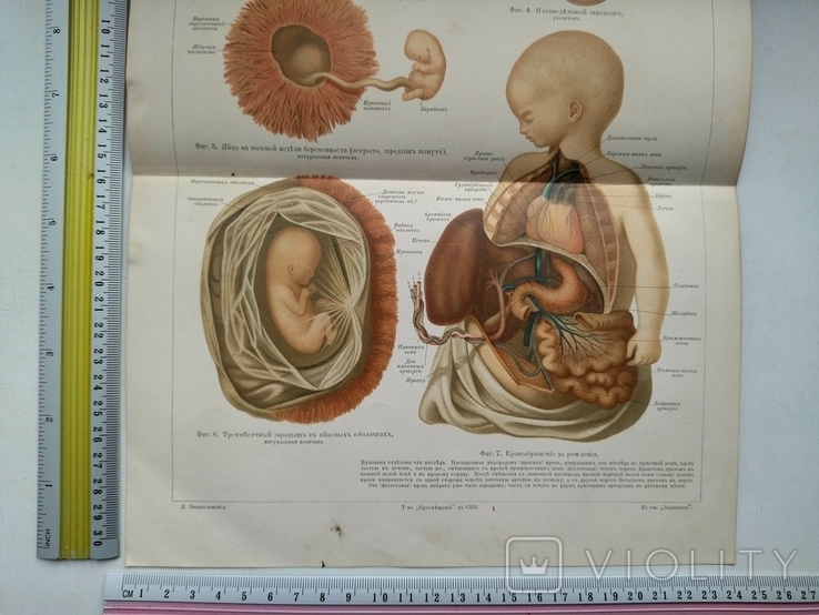 К.9.23.Дореволюционная таблица Эмбриональное развитие человека Анатомия Медицина, фото №7