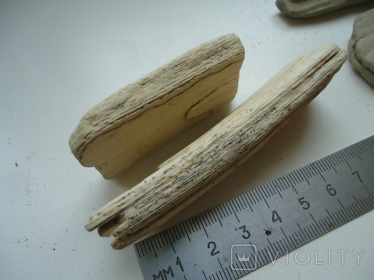 Уламки скам'янілої деревини. (у зв'язку з невикупом), фото №3