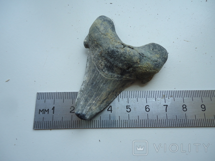 Скам'янілий зуб акули. (у зв'язку з невикупом), фото №6