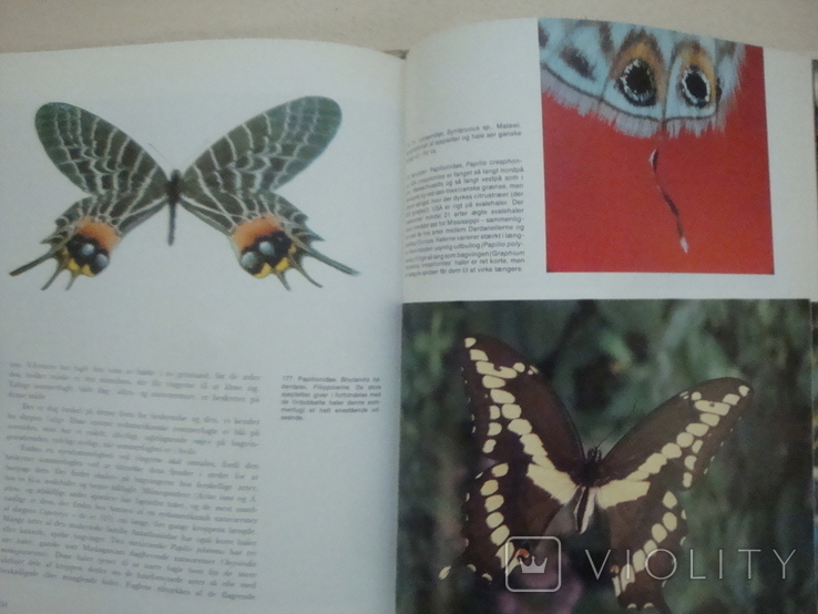 Книга о бабочках, фото №7