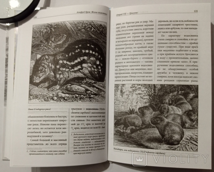 Брем А.Є. Жизнь животних [Життя тварин]. Ластоногі/хоботні. Тир. 8000 примірників, фото №2