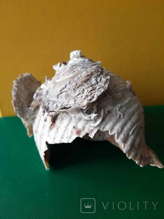 Мушля (ракушка) з Тіренського моря лот №6, фото №6