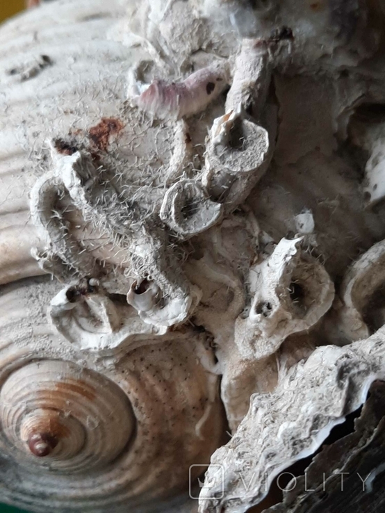 Мушля (ракушка) з Тіренського моря лот №6, фото №3