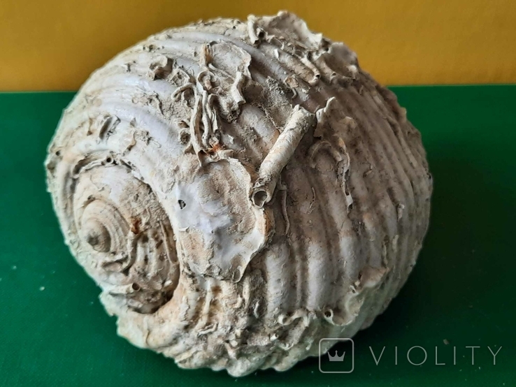 Мушля (ракушка) з Тіренського моря лот №7, фото №2