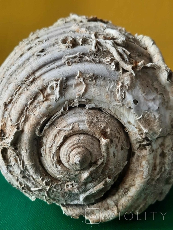 Мушля (ракушка) з Тіренського моря лот №7, фото №3