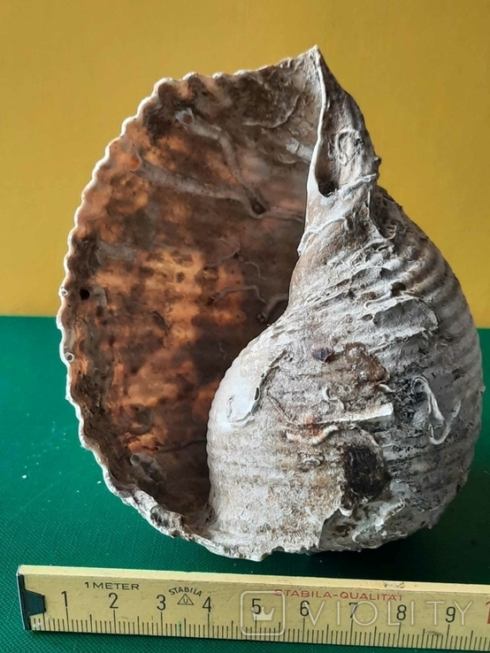 Мушля (ракушка) з Тіренського моря лот №7, фото №8