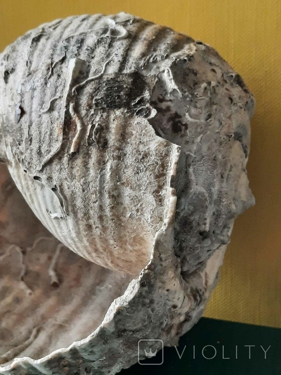 Мушля (ракушка) з Тіренського моря лот №7, фото №11
