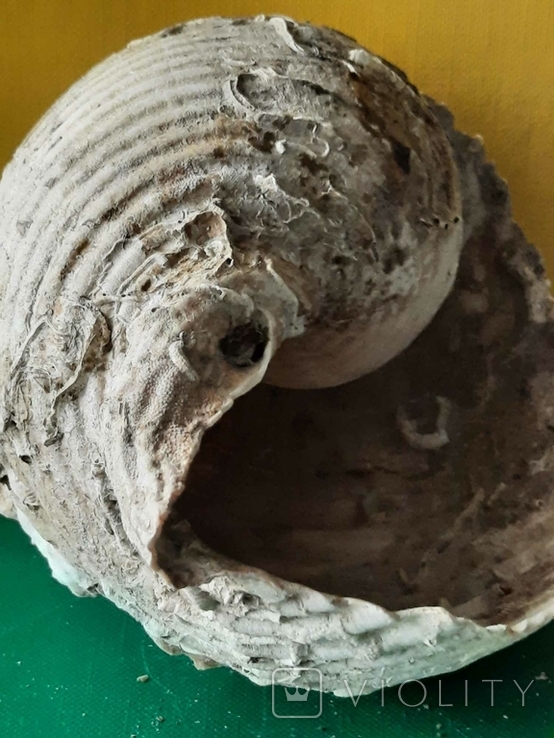 Мушля (ракушка) з Тіренського моря лот №7, фото №12