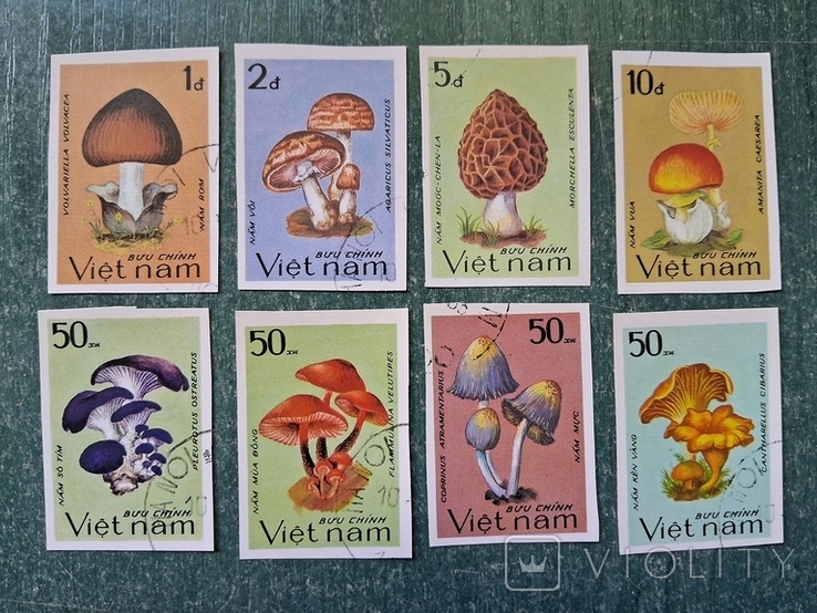 В'єтнам Вьетнам грибы