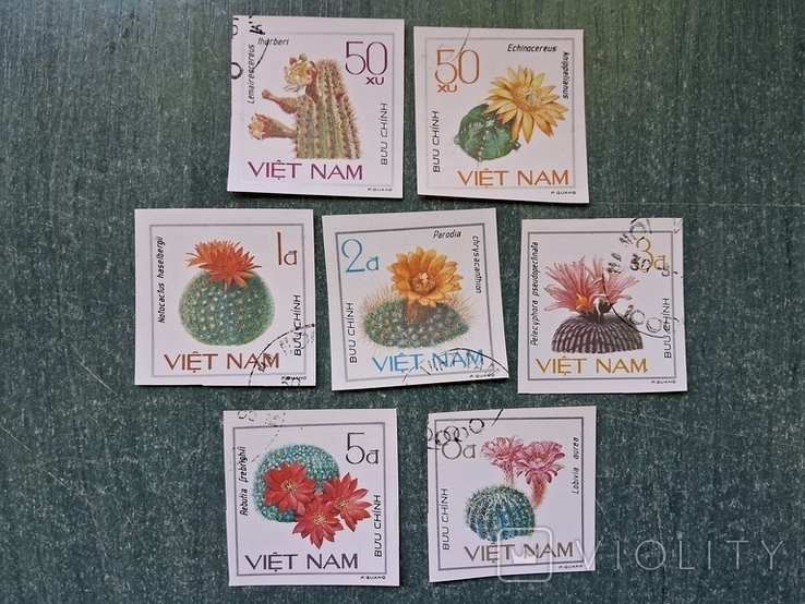 В'єтнам кактус Вьетнам кактусы