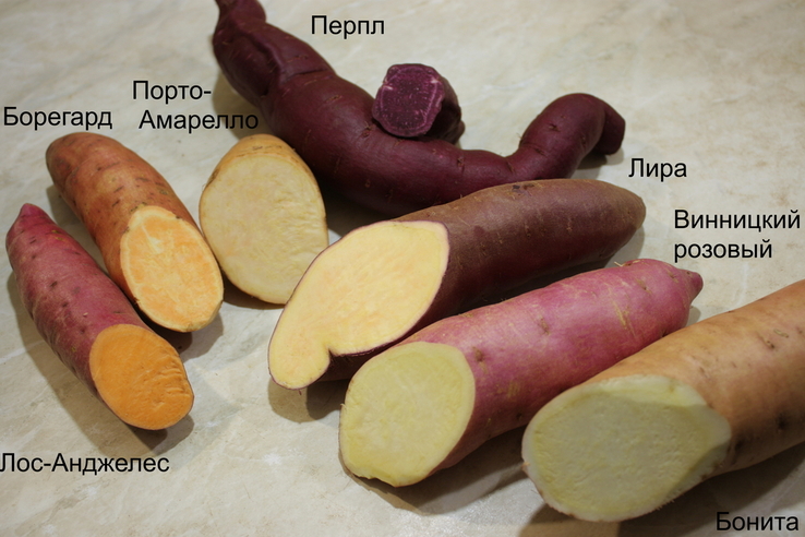 Батат для Еды Без химии эко продукт микс цветов разных 7сортов 3,5кг, фото №4