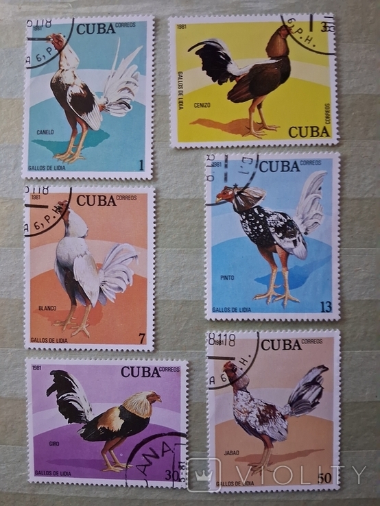 Куба. Птицы петухи. Півні