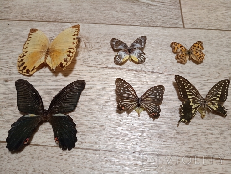 Метелики, фото №2