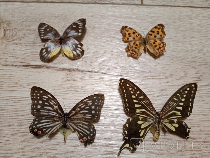 Метелики, фото №5