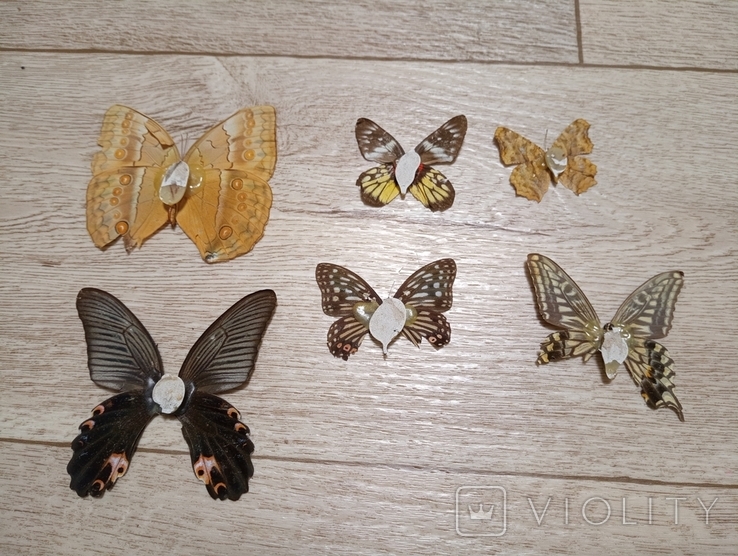 Метелики, фото №7