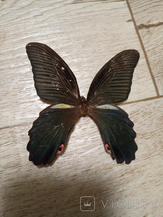 Метелики, фото №8