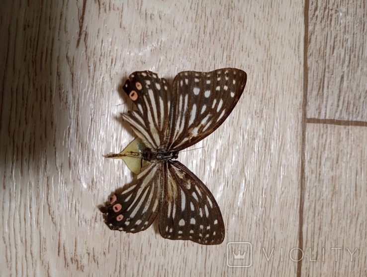 Метелики, фото №10